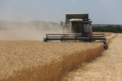Acros combine harvesters, manufactured by Rostselmash OJSC, during the summer wheat harvest on a farm operated by 'Svetlyi" Group of Companies, in Kamenka village, outside Rostov, Russia, July 5, 2019. http://gk-svetlyi.ru/