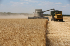 Acros combine harvesters, manufactured by Rostselmash OJSC, during the summer wheat harvest on a farm operated by 'Svetlyi" Group of Companies, in Kamenka village, outside Rostov, Russia, July 5, 2019. http://gk-svetlyi.ru/