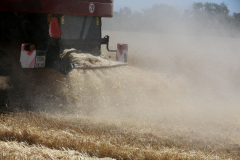 Acros combine harvesters, manufactured by Rostselmash OJSC, during the summer wheat harvest on a farm operated by 'Svetlyi" Group of Companies, in Kamenka village, outside Rostov, Russia, July 5, 2019. http://gk-svetlyi.ru/