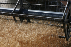 Acros combine harvesters, manufactured by Rostselmash OJSC, during the summer wheat harvest on a farm operated by 'Svetlyi" Group of Companies, in Kamenka village, outside Rostov, Russia, July 5, 2019. http://gk-svetlyi.ru/