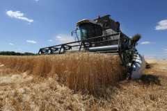 Acros combine harvesters, manufactured by Rostselmash OJSC, during the summer wheat harvest on a farm operated by 'Svetlyi" Group of Companies, in Kamenka village, outside Rostov, Russia, July 5, 2019. http://gk-svetlyi.ru/