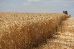 Acros combine harvesters, manufactured by Rostselmash OJSC, during the summer wheat harvest on a farm operated by 'Svetlyi" Group of Companies, in Kamenka village, outside Rostov, Russia, July 5, 2019. http://gk-svetlyi.ru/
