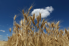 Acros combine harvesters, manufactured by Rostselmash OJSC, during the summer wheat harvest on a farm operated by 'Svetlyi" Group of Companies, in Kamenka village, outside Rostov, Russia, July 5, 2019. http://gk-svetlyi.ru/
