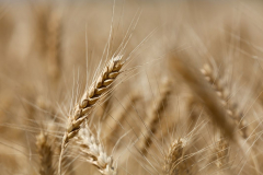 Acros combine harvesters, manufactured by Rostselmash OJSC, during the summer wheat harvest on a farm operated by 'Svetlyi" Group of Companies, in Kamenka village, outside Rostov, Russia, July 5, 2019. http://gk-svetlyi.ru/