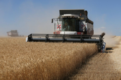 Acros combine harvesters, manufactured by Rostselmash OJSC, during the summer wheat harvest on a farm operated by 'Svetlyi" Group of Companies, in Kamenka village, outside Rostov, Russia, July 5, 2019. http://gk-svetlyi.ru/