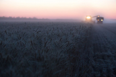 Acros combine harvesters, manufactured by Rostselmash OJSC, during the summer wheat harvest on a farm operated by 'Svetlyi" Group of Companies, in Kamenka village, outside Rostov, Russia, July 5, 2019. http://gk-svetlyi.ru/