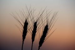 Acros combine harvesters, manufactured by Rostselmash OJSC, during the summer wheat harvest on a farm operated by 'Svetlyi" Group of Companies, in Kamenka village, outside Rostov, Russia, July 5, 2019. http://gk-svetlyi.ru/