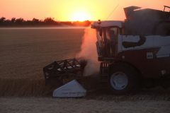 Acros combine harvesters, manufactured by Rostselmash OJSC, during the summer wheat harvest on a farm operated by 'Svetlyi" Group of Companies, in Kamenka village, outside Rostov, Russia, July 5, 2019. http://gk-svetlyi.ru/
