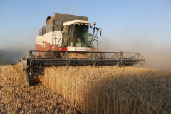 Acros combine harvesters, manufactured by Rostselmash OJSC, during the summer wheat harvest on a farm operated by 'Svetlyi" Group of Companies, in Kamenka village, outside Rostov, Russia, July 5, 2019. http://gk-svetlyi.ru/