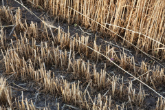 Acros combine harvesters, manufactured by Rostselmash OJSC, during the summer wheat harvest on a farm operated by 'Svetlyi" Group of Companies, in Kamenka village, outside Rostov, Russia, July 5, 2019. http://gk-svetlyi.ru/