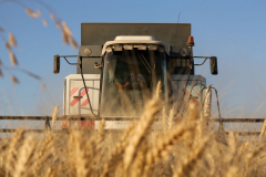 Acros combine harvesters, manufactured by Rostselmash OJSC, during the summer wheat harvest on a farm operated by 'Svetlyi" Group of Companies, in Kamenka village, outside Rostov, Russia, July 5, 2019. http://gk-svetlyi.ru/