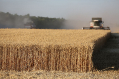 Acros combine harvesters, manufactured by Rostselmash OJSC, during the summer wheat harvest on a farm operated by 'Svetlyi" Group of Companies, in Kamenka village, outside Rostov, Russia, July 5, 2019. http://gk-svetlyi.ru/