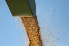 Acros combine harvesters, manufactured by Rostselmash OJSC, during the summer wheat harvest on a farm operated by 'Svetlyi" Group of Companies, in Kamenka village, outside Rostov, Russia, July 5, 2019. http://gk-svetlyi.ru/