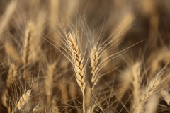 Acros combine harvesters, manufactured by Rostselmash OJSC, during the summer wheat harvest on a farm operated by 'Svetlyi" Group of Companies, in Kamenka village, outside Rostov, Russia, July 5, 2019. http://gk-svetlyi.ru/