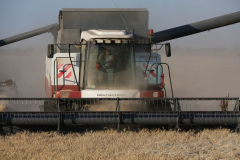 Acros combine harvesters, manufactured by Rostselmash OJSC, during the summer wheat harvest on a farm operated by 'Svetlyi" Group of Companies, in Kamenka village, outside Rostov, Russia, July 5, 2019. http://gk-svetlyi.ru/