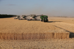 Acros combine harvesters, manufactured by Rostselmash OJSC, during the summer wheat harvest on a farm operated by 'Svetlyi" Group of Companies, in Kamenka village, outside Rostov, Russia, July 5, 2019. http://gk-svetlyi.ru/