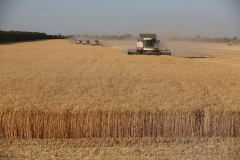 Acros combine harvesters, manufactured by Rostselmash OJSC, during the summer wheat harvest on a farm operated by 'Svetlyi" Group of Companies, in Kamenka village, outside Rostov, Russia, July 5, 2019. http://gk-svetlyi.ru/