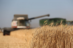 Acros combine harvesters, manufactured by Rostselmash OJSC, during the summer wheat harvest on a farm operated by 'Svetlyi" Group of Companies, in Kamenka village, outside Rostov, Russia, July 5, 2019. http://gk-svetlyi.ru/