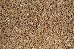 A wheat storage. Acros combine harvesters, manufactured by Rostselmash OJSC, during the summer wheat harvest on a farm operated by 'Svetlyi" Group of Companies, in Kamenka village, outside Rostov, Russia, July 5, 2019. http://gk-svetlyi.ru/