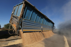 A wheat storage. Acros combine harvesters, manufactured by Rostselmash OJSC, during the summer wheat harvest on a farm operated by 'Svetlyi" Group of Companies, in Kamenka village, outside Rostov, Russia, July 5, 2019. http://gk-svetlyi.ru/
