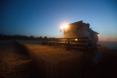 Acros combine harvesters, manufactured by Rostselmash OJSC, during the summer wheat harvest on a farm operated by 'Svetlyi" Group of Companies, in Kamenka village, outside Rostov, Russia, July 5, 2019. http://gk-svetlyi.ru/