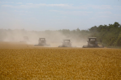 Acros combine harvesters, manufactured by Rostselmash OJSC, during the summer wheat harvest on a farm operated by 'Svetlyi" Group of Companies, in Kamenka village, outside Rostov, Russia, July 5, 2019. http://gk-svetlyi.ru/