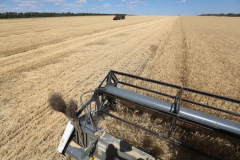 Acros combine harvesters, manufactured by Rostselmash OJSC, during the summer wheat harvest on a farm operated by 'Svetlyi" Group of Companies, in Kamenka village, outside Rostov, Russia, July 5, 2019. http://gk-svetlyi.ru/