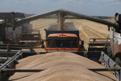 A Kamaz PJSC truck. Acros combine harvesters, manufactured by Rostselmash OJSC, during the summer wheat harvest on a farm operated by 'Svetlyi" Group of Companies, in Kamenka village, outside Rostov, Russia, July 5, 2019. http://gk-svetlyi.ru/